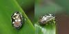 Eurydema oleracea